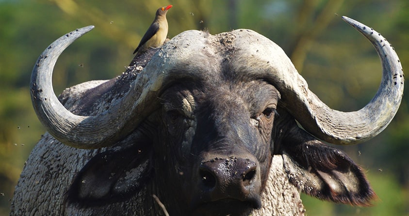 First-Timer’s Guide to Seeing Africa’s Big 5 Animals on Safari