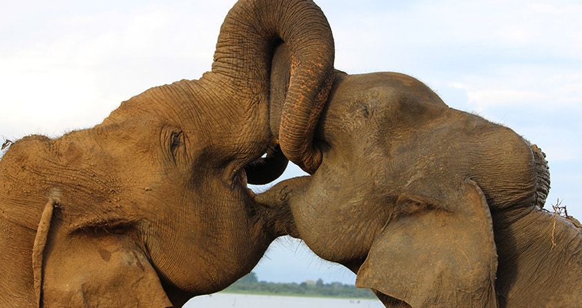 7 Adventures to Experience on a Sri Lankan Safari