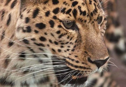 5-Day Tanzania Big Five Safari