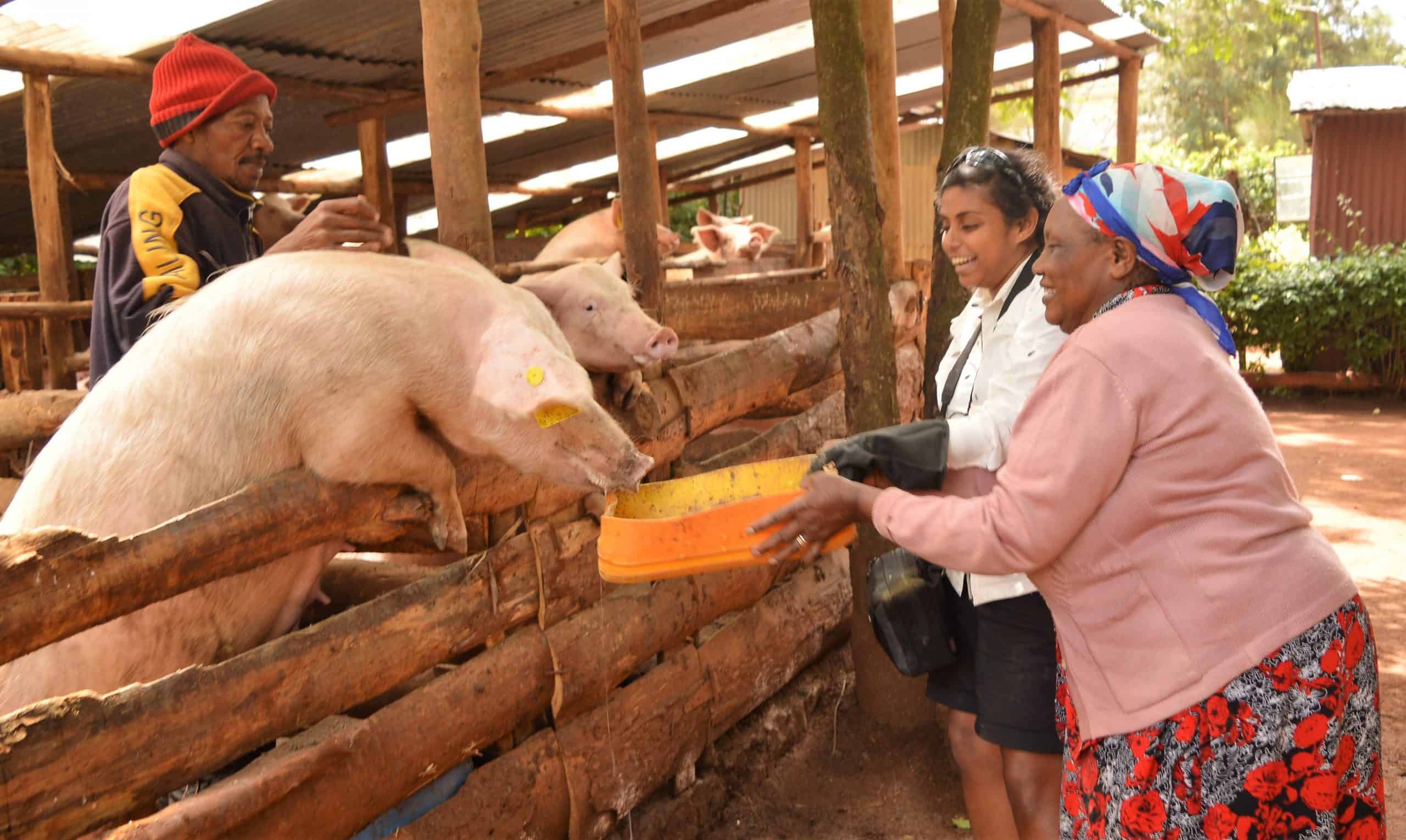 5. Go Granny Go! One Horizion Spare Day In Nairobi Safari Feeding The Pigs With Grandma Helen