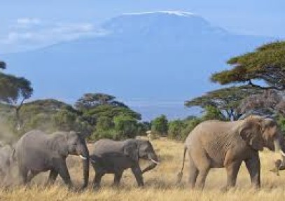 3-Day Amboseli National Park Camping Safari