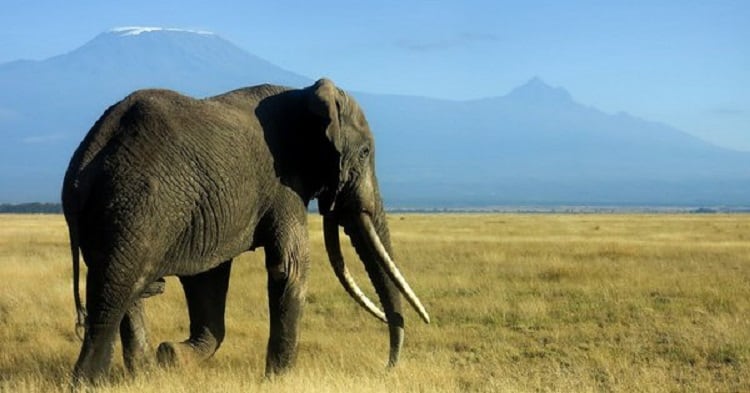 Amboseli The Back Drop Of Kilimanjaro