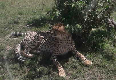5-Day Masai Mara & Kenya Lakes