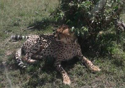 5-Day Masai Mara & Kenya Lakes