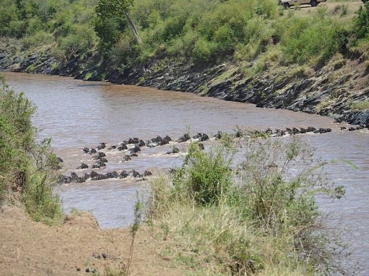 Crossing The Mara River