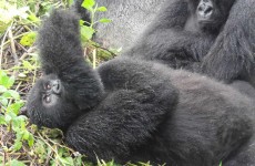 6-Day Gorilla & Chimpanzee Safari