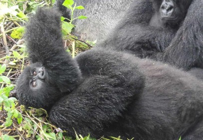 6-Day Gorilla & Chimpanzee Safari