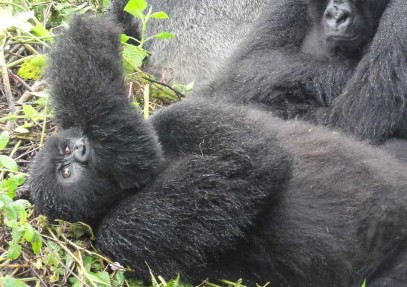 6-Day Gorilla & Chimpanzee Safari