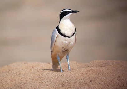 17-Day Ghana Wilderness Safari
