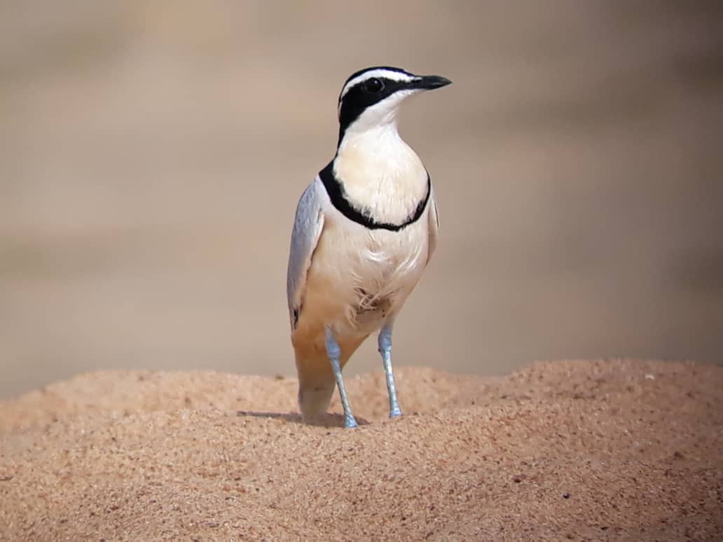 Egyptian Plover, Daboya