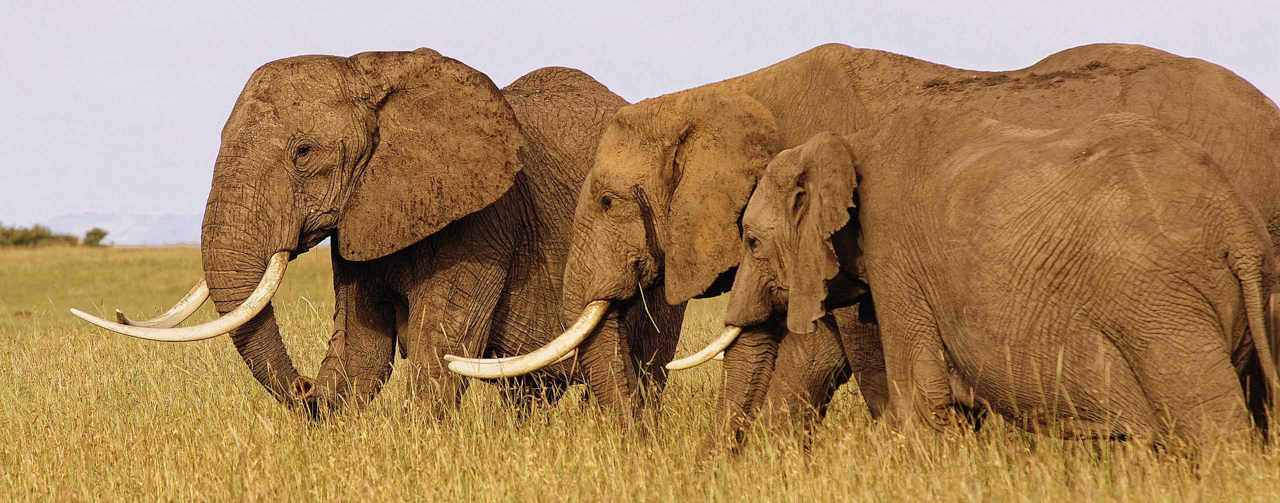 Elephant Serengeti