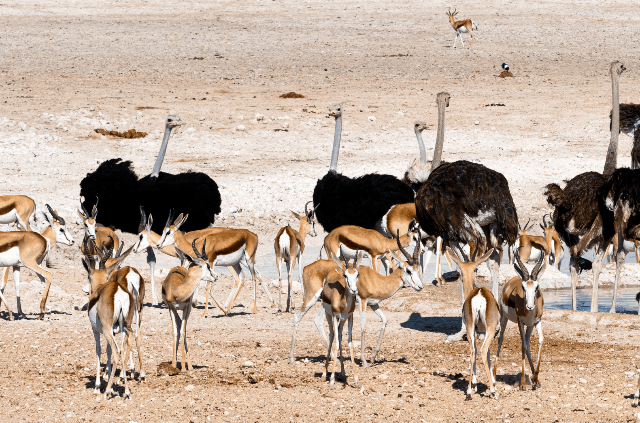 Etosha National Park