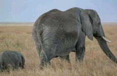 5 Days Mikumi and Selous/Nyerere National Parks