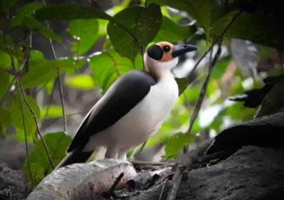 Ghana Birding & Forest Safari