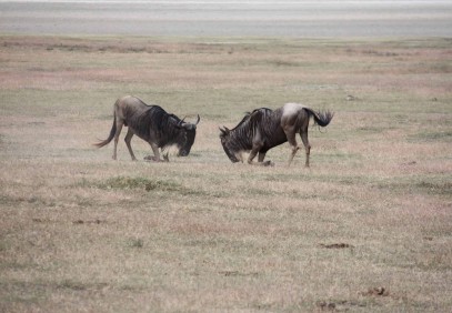 5-Day Northern Tanzania Safari