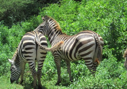 9-Day Serengeti Migration Safari