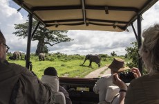 Best of Tanzania Safari