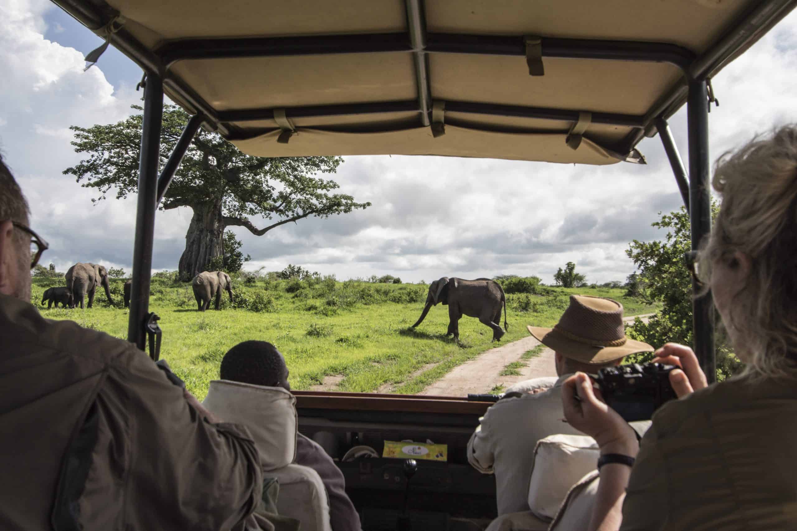 Kwihala Camp Game Drive Walking Elephant Tracey Van Wijk Hr
