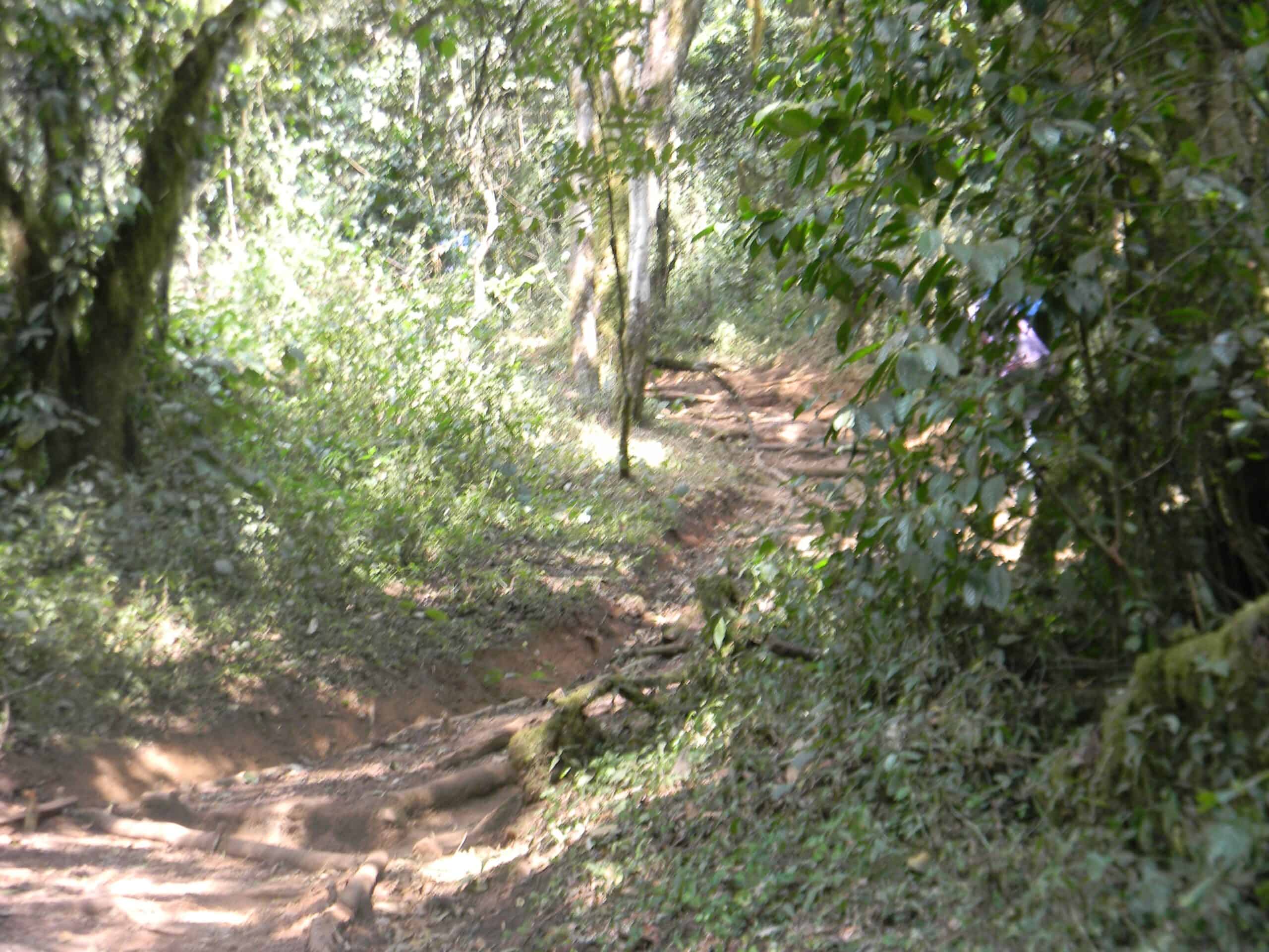 Landoros Gate Mti Mkubwa Kilimanjaro Lemosho Route (2)