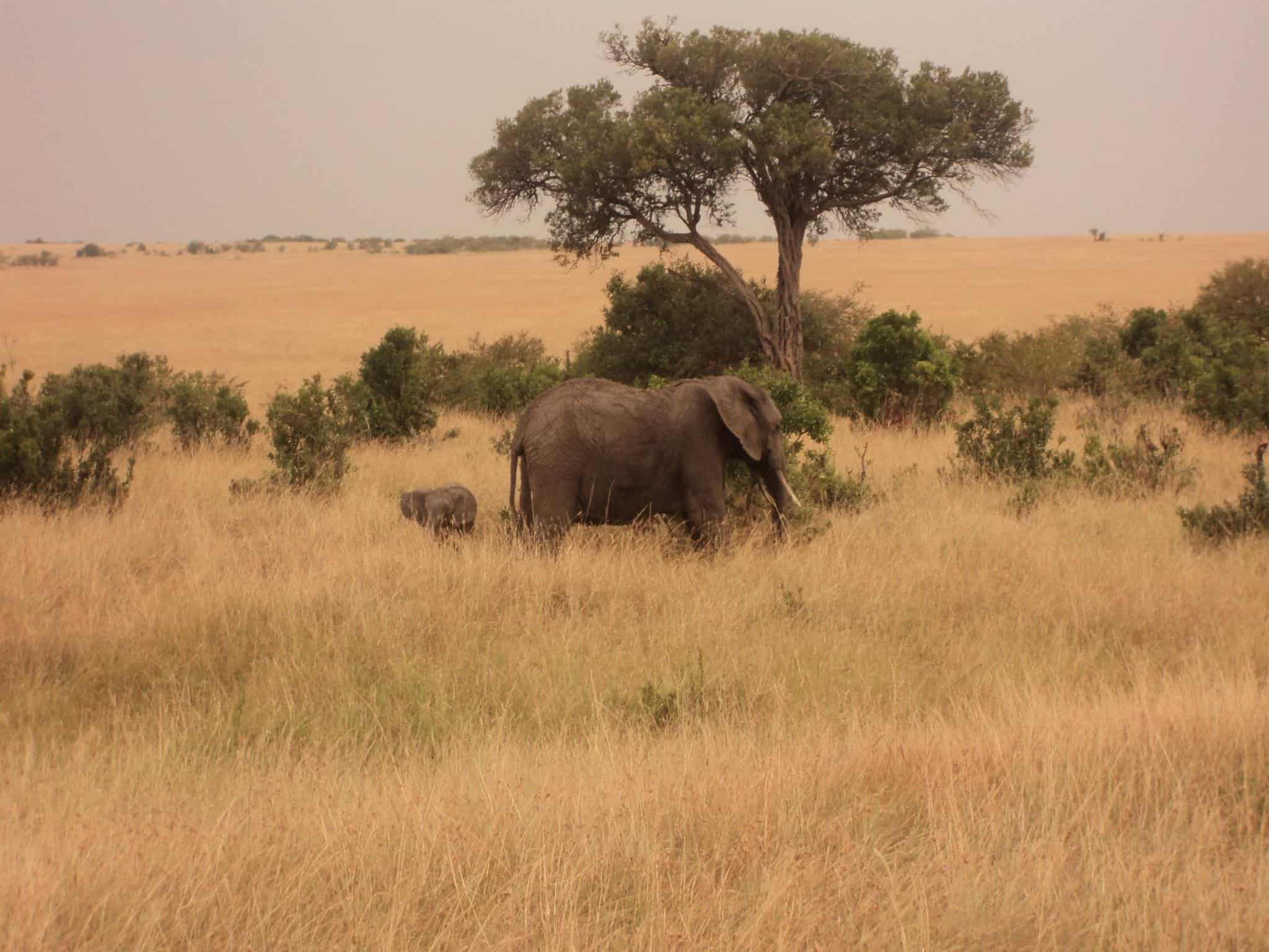 Maasai Mara Jumbo