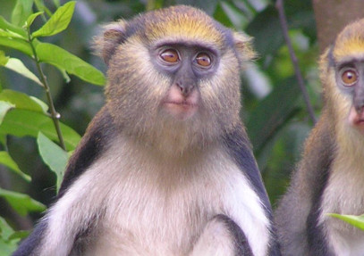 21-Day Birding & Nature Tour