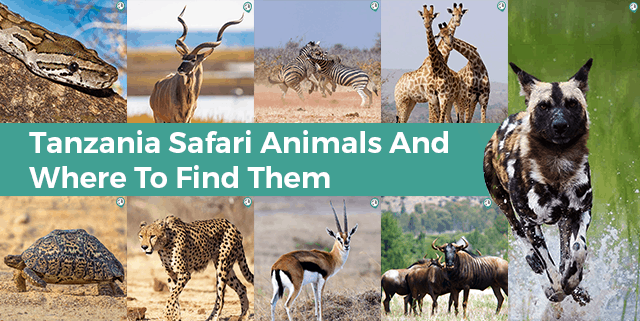 Tanzania Safari Animals and Where to Find Them