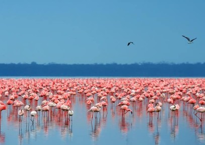 4-Day Masai Mara & Lake Nakuru Safari