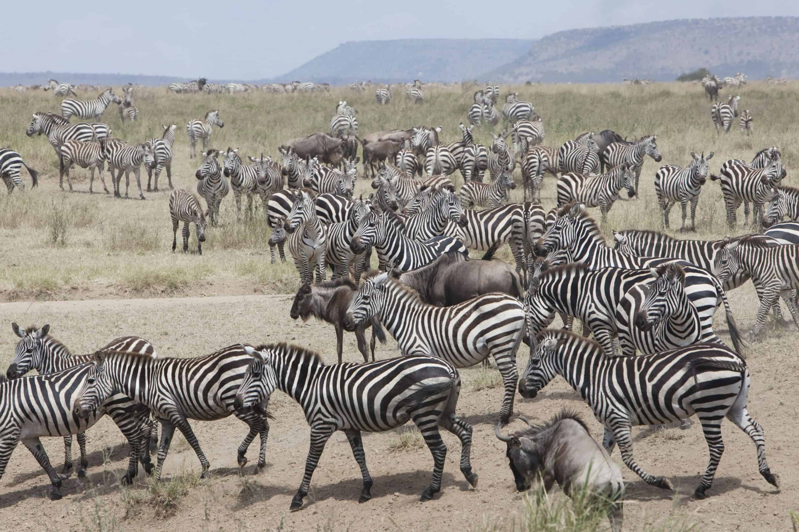 Zebra Migration Serengeti Safari