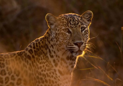 5-Day Tanzania Serengeti Great Migration Safari