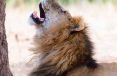 Amazing 4-Day Northern Safari Circuit