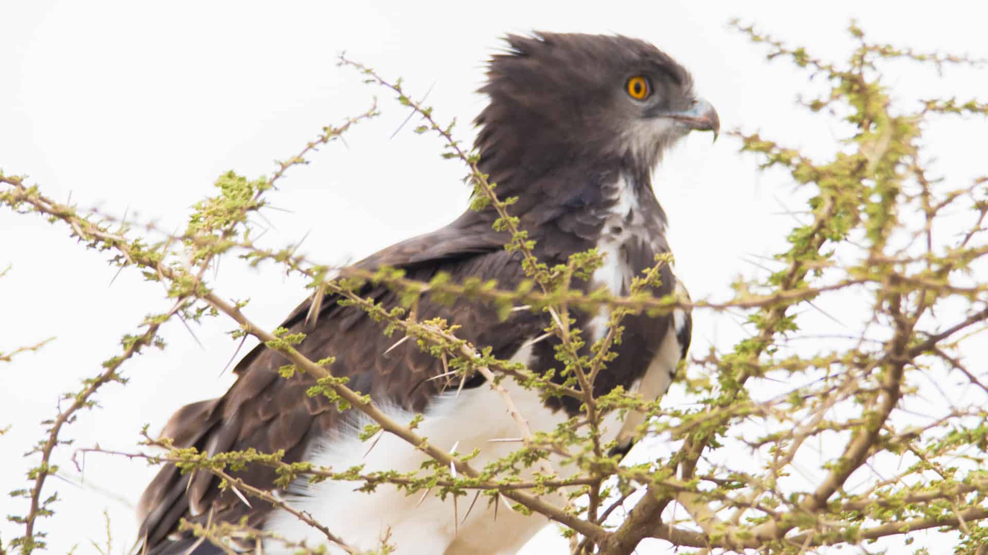 Tanzania Bird Watching Safaris