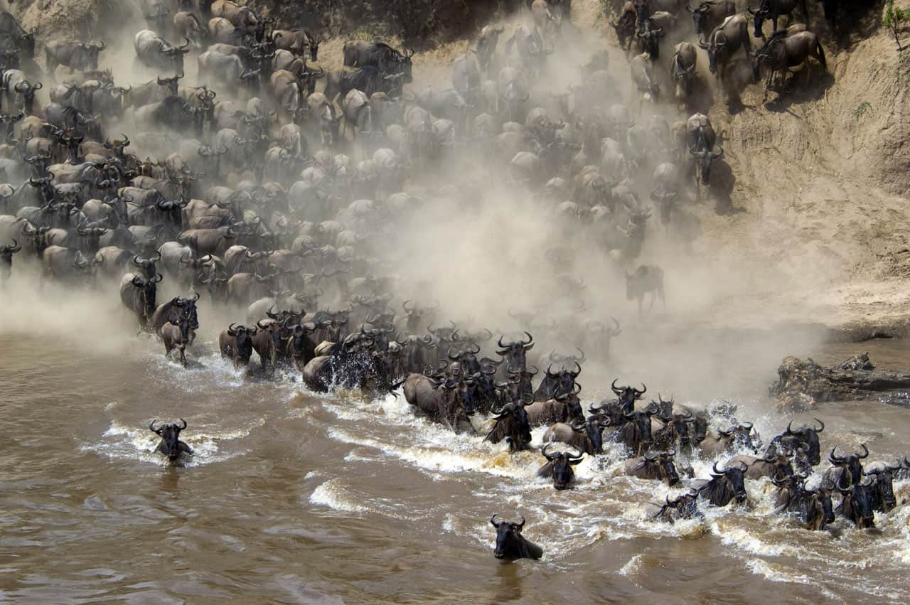 Kenya Annual Migration
