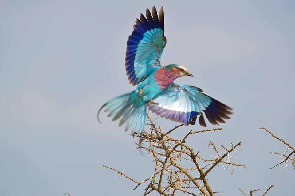 12 Days Safari In Mikumi, Ruaha, Katavi And Gombe Stream