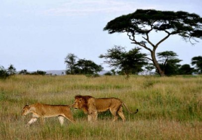 4-Day Ruaha National Park Wildlife Safari