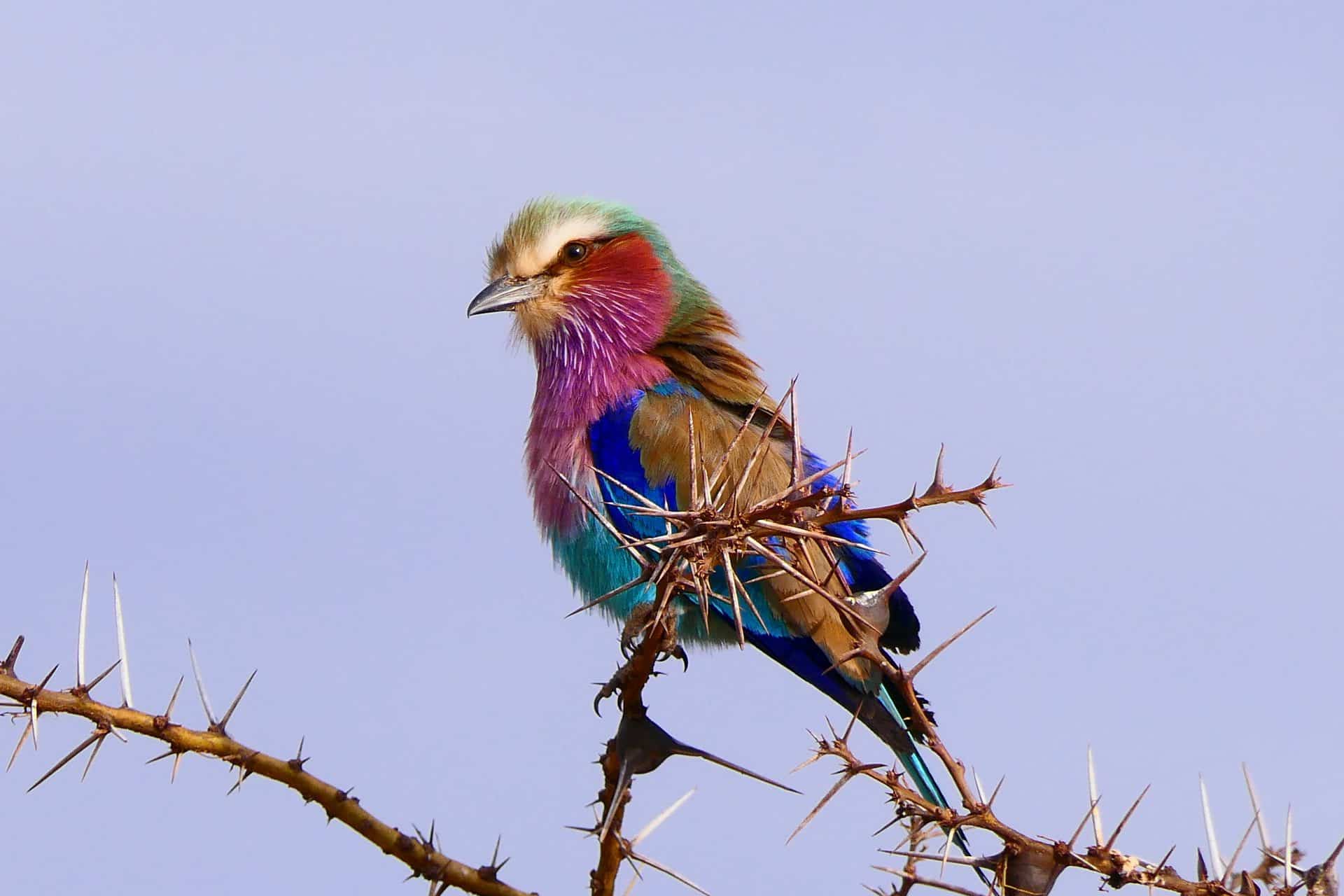 1640098740 Serengeti National Park 38