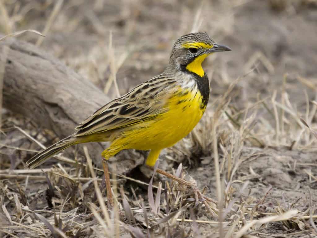 1640098740 Serengeti Gelbkehlpieper1 1024x768