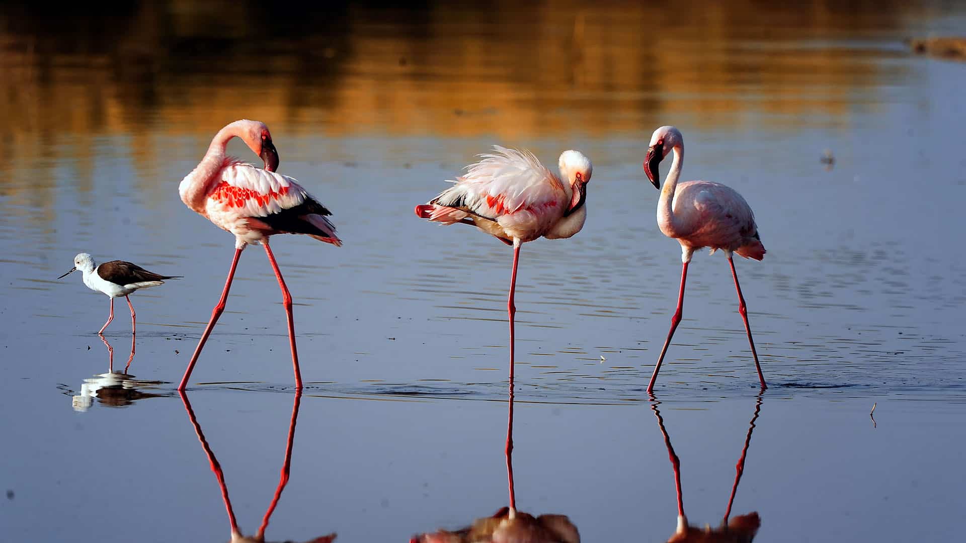 1674905220 1640098740 Ngorongoro Crater Flamingo