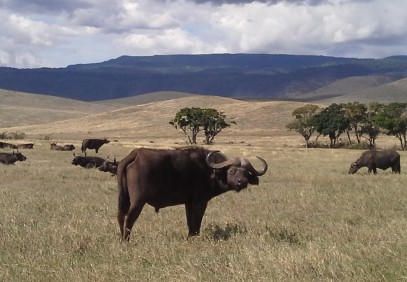 Tanzania National Parks Camping Safari