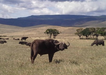 Tanzania National Parks Camping Safari