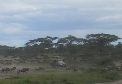 Best of Tanzania Safari
