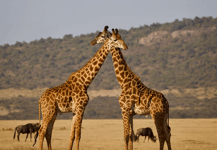3 Day Taste Of Tanzania Mid Range (tarangire Ngorongoro)