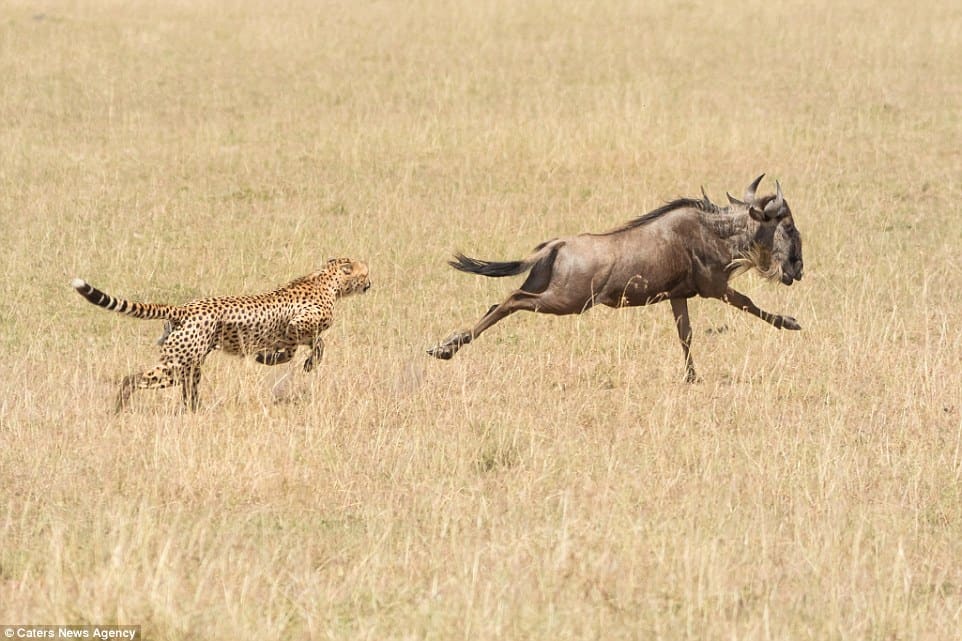 5 Days Adventure Holiday In Serengeti National Park