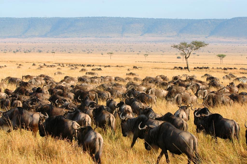 7 Days Safari Across Serengeti, Ngorongoro And Tarangire