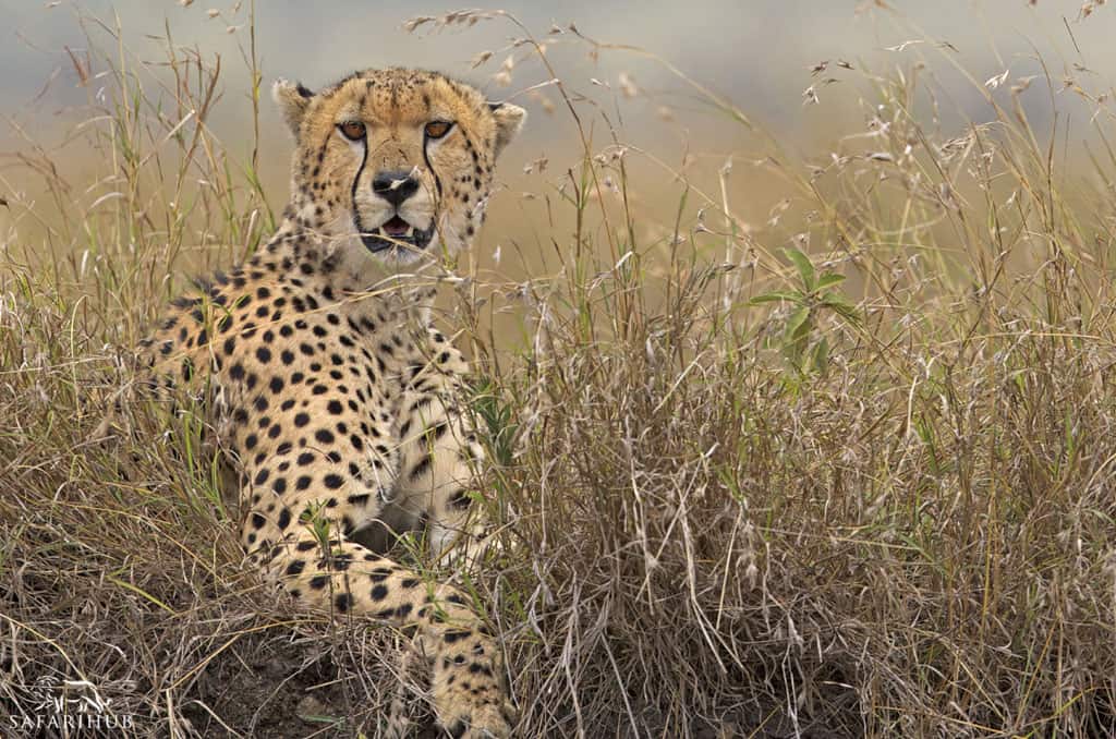 8 Days Tanzania Classic Wildlife Safari