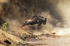 Migration Crossing Safari August to October