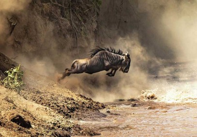 Migration Crossing Safari August to October