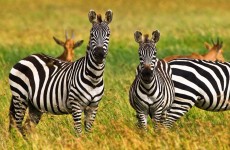 Serengeti to Zanzibar Safari