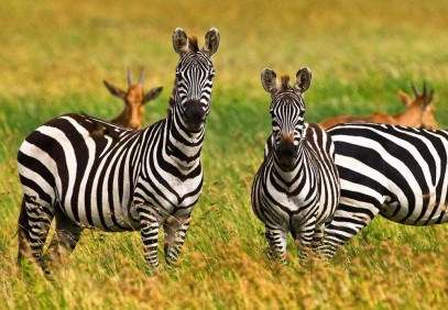 Serengeti to Zanzibar Safari