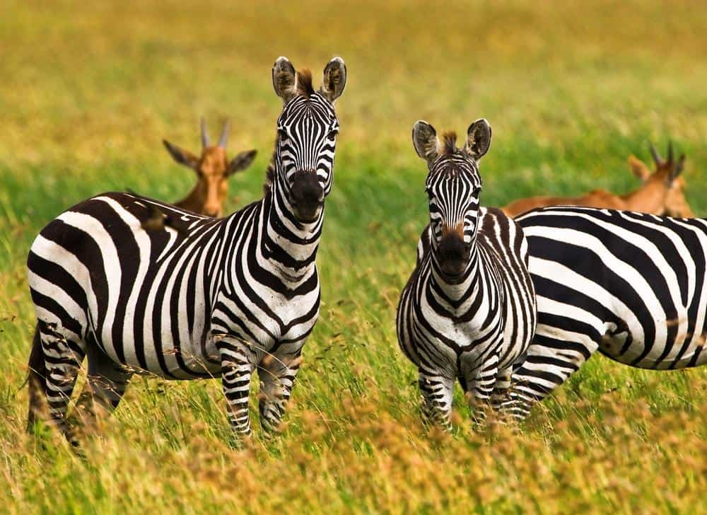 Africa Zebras In Serengeti National Park
