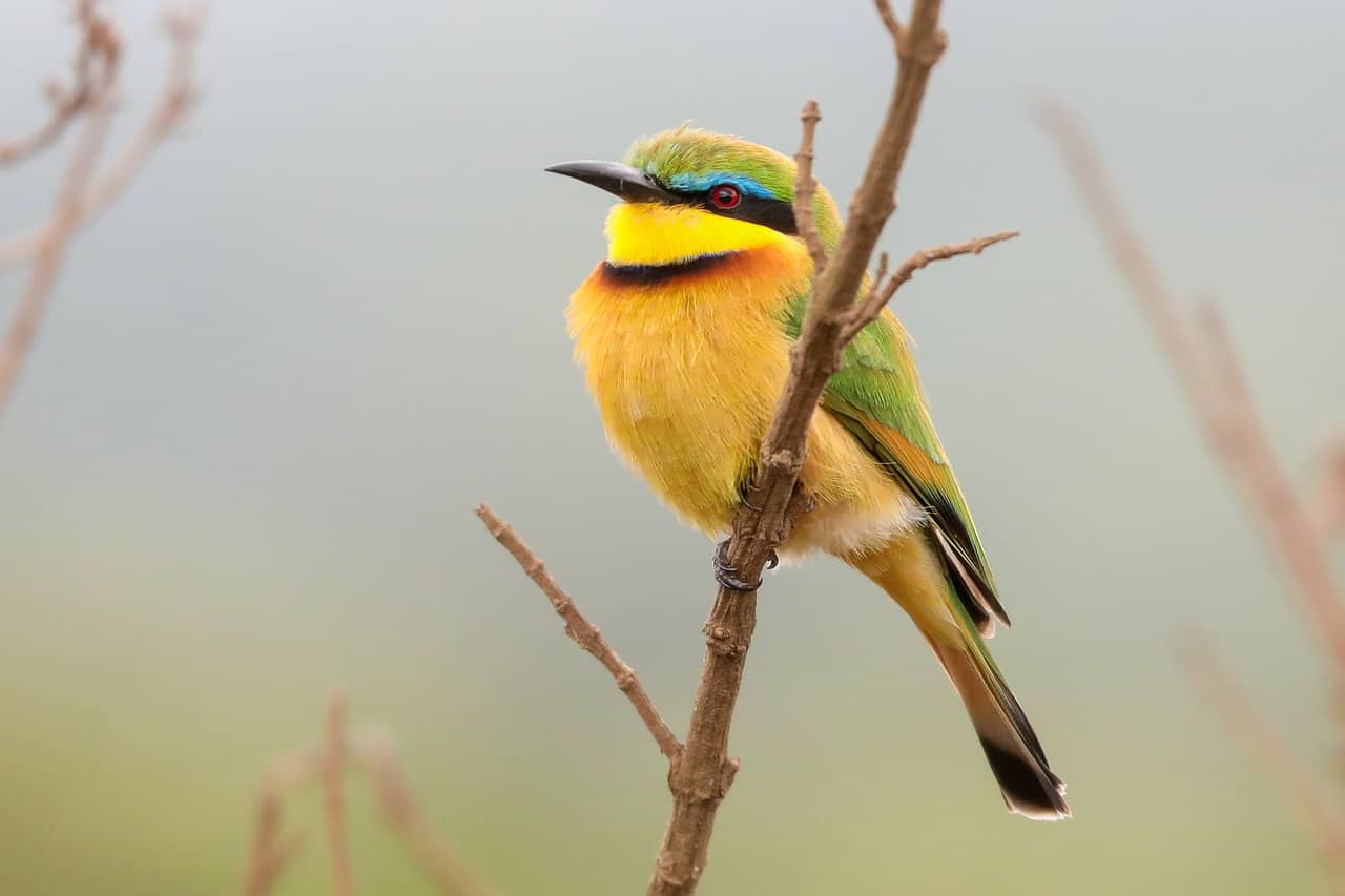 Birding Safari Expect In Africa Safaris